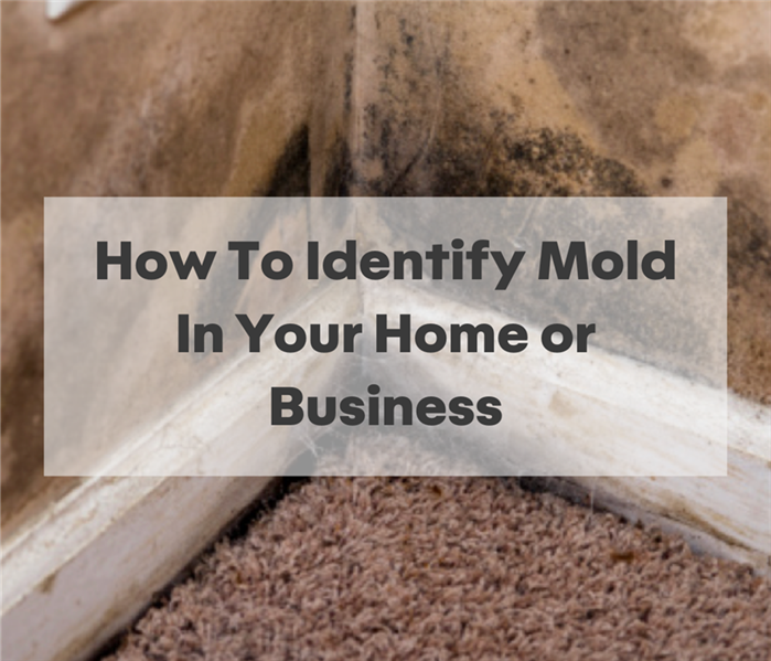 How To Identify Mold In Your Home or Business