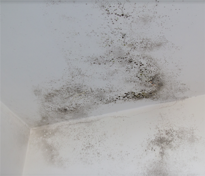 mold growing on the walls and ceiling of a room