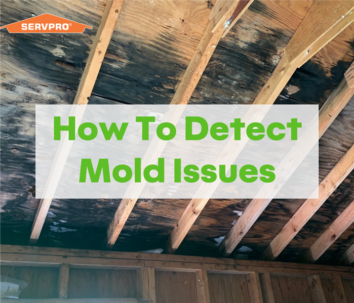 Mold Build Up on Ceiling