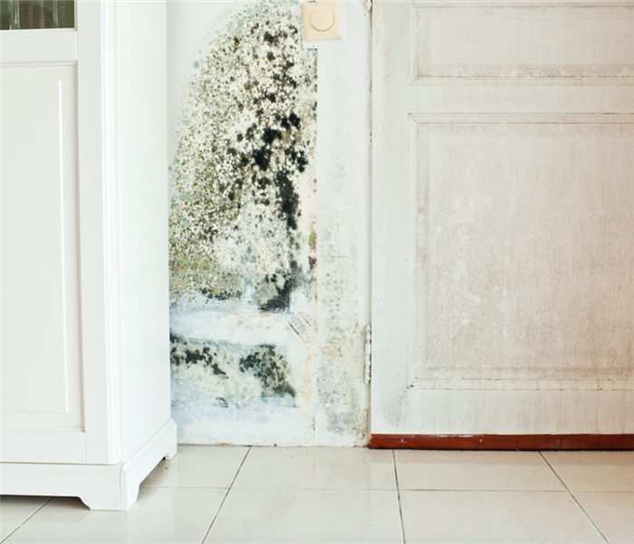 Mold damage on the white wall.